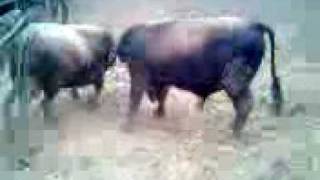 preview picture of video 'luta de touros'