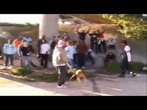 HALLOWEEN - CRAZY (novo som + clip 2009)