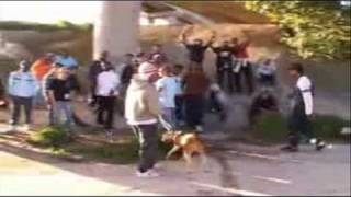 HALLOWEEN - CRAZY (novo som + clip 2009)