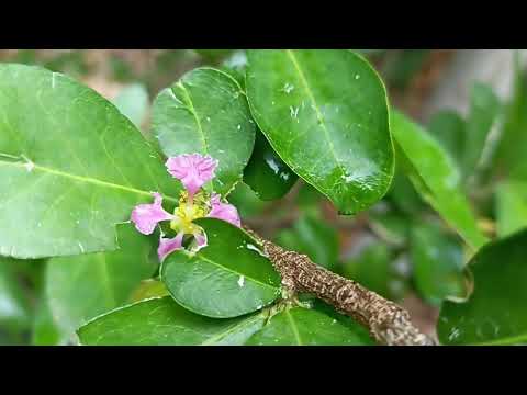 How to grow & care for cherry trees. Complete growing guide- soil,sunshine, fertilisers & pruning.