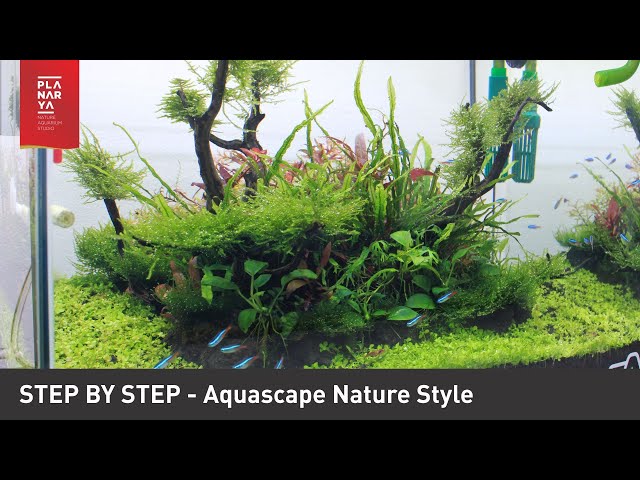 STEP BY STEP AQUASCAPE NATURE STYLE