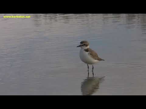 Chorlitejo patinegro ( Charadrius alexandrinus ) Kentis