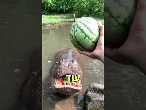 מה אתם חושבים?😅 #aesthetic #תנוסאב #challenge #watermelon #food #animals