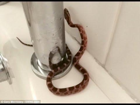Stravično Zmija u kupatilu
