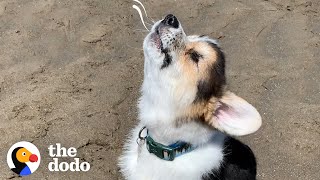 Watch This Blind Ball of Fluff Get So Confident | The Dodo by The Dodo