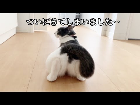 猫の発情期〜Cat estrous cycle〜