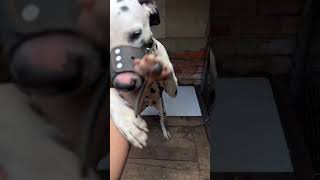 Đốm um sùm bây giờ thì hết sủa