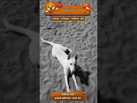 Vídeo de RADIJA