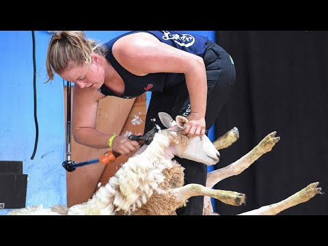 Amazing Modern Automatic Sheep Farming and Wool Manufacturing, Fastest Shearing & Fleece Processing