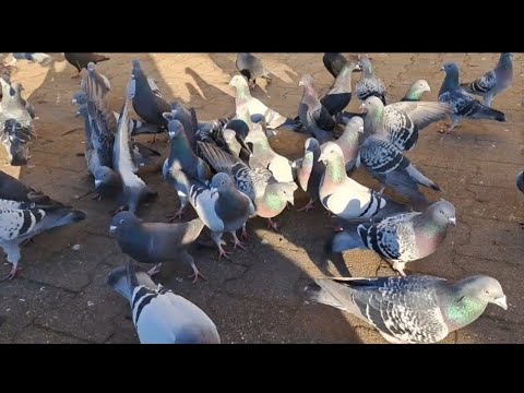 We stumbled upon a beautiful pigeon while feeding carrier pigeons in Szczecin! NEW LOCATION