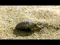 This Antlion Is A Devious Cold Blooded Killer