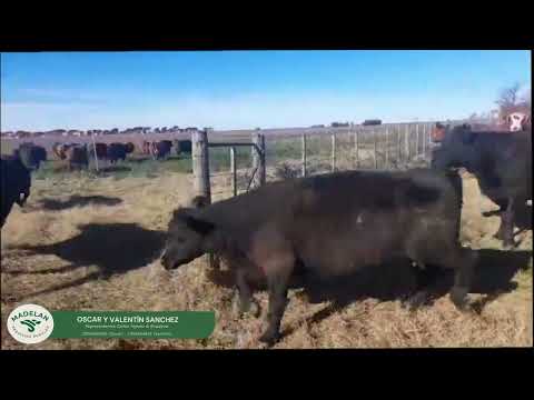 PASCUFED _ VACAS GORDAS de 500kg en CURARÚ, CARLOS TEJEDOR, BUENOS AIRES 18-08-2026