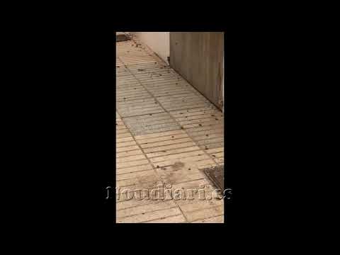 Cucarachas en el barrio de la Marina de Ibiza