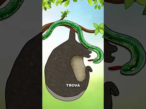 La battaglia dell’uccello contro i serpenti 🐍