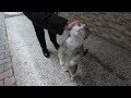 Grey Cat Meowing Very Cute She Says Mrap Mrap