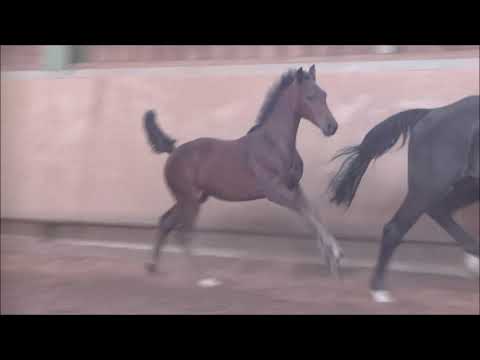 Video Erdinger August 2020