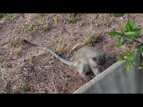 Djuma: Vervet Monkey - 08:44 - 06/21/21