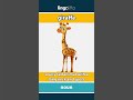 giraffe - a very tall animal with a l... video thumbnail