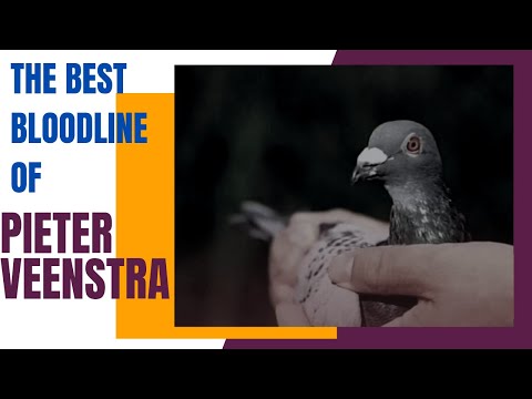 Best Pigeon For Breeding | Racing Pigeons 2022 | Pipa Pigeons Paradise Auction