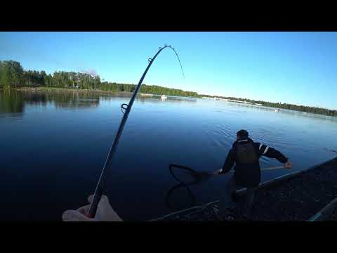 MERIKOSKI Lohenkalastus - Aamupisto Oulujoelle (Spinfluga kalastus - Oulu Kalastus - Perhonsidonta)