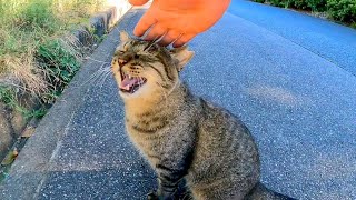 [問卦] 貓貓是不是造物主創造來潤滑生活的