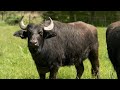 Wie Wasserbüffel Deutschlands Artenvielfalt sichern - Tierischer Natur- und Klimaschutz | ntv