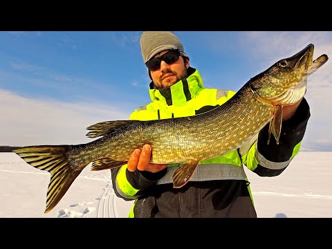 HAUEN TÄKYKALASTUS - RUOKAKALAA UUSILTA PAIKOILTA