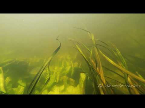 Biebrza - Goniądz unwerwater 01.06.2019