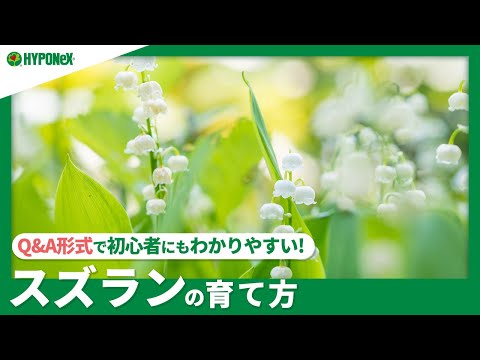 スズランの種を植える時期