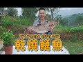 ming s second brother made a pot of dry roasted silver carp to treat five fathers