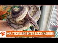 Dingen die je niet weet over Mr. Tortellini | DierenpraatTV