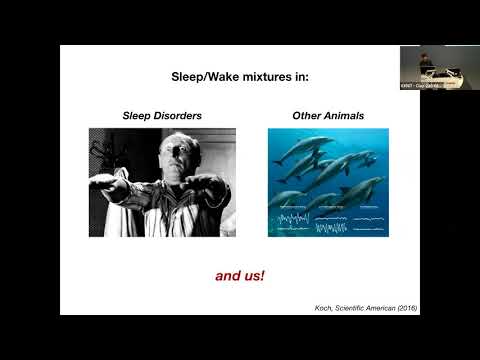 Being awake while sleeping, being asleep while awake - Dr Thomas Andrillon