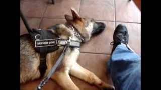 Annie the Service Dog..
