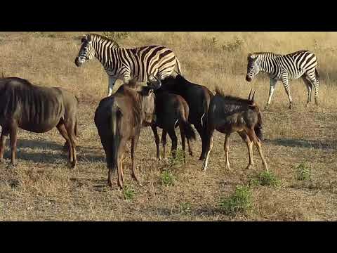 Djuma: Wildebeests and Zebras - 07:19 - 08/15/20