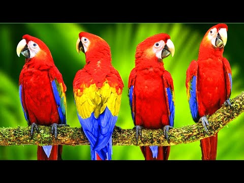 Most Beautiful Macaws on Planet Earth 4k Colorful Macaw Parrots - Stunning Birds in 4K
