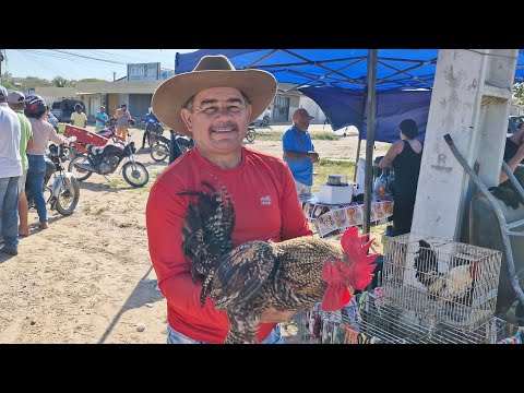 VANIO DA FEIRA DAS GALINHAS REGISTRANDO AS NOVIDADES EM DOIS RIACHOS-AL #NORDESTE 