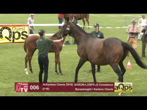 Show AQPS Le Lion 2016 : Lot 6 - N(Karlene Cherie 2016)