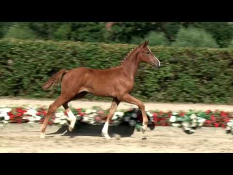 139 Symphonie Stute v. Sir Heinrich - Rhytmus S