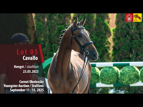 Cornet Obolensky Auction Lot 05 Cavallo Hengst v. Captain Fire - Quidam de Revel