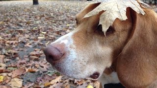 Wetterhund Barnie - Der Herbst ist da