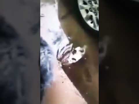 funny cats moments #shorts #trending