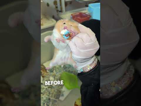 This Hamster Hid Her Baby in Her Cheek… And It Almost Didn’t Make It