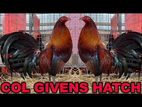 Pure Col Givens Hatch Asil Sweater Albany RED NEWARK FARM