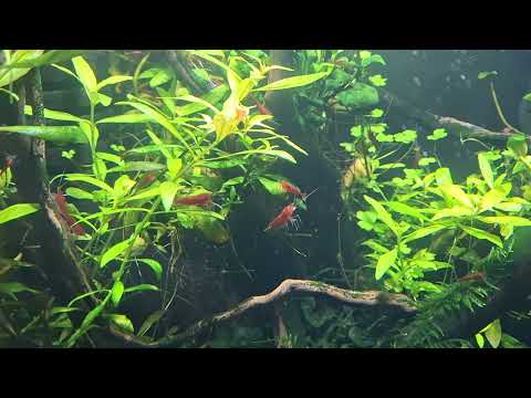 Neocaridina Shrimp Bloody Marys Only 20 Left - Image 2