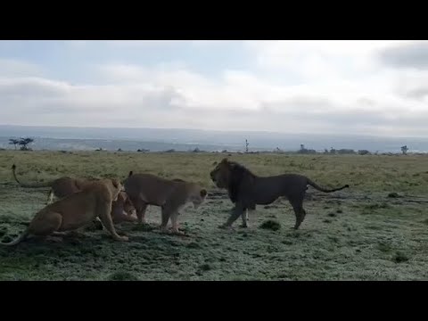 Male lion asserting dominance after pride takeover