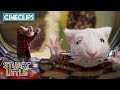 Stuck In The Washing Machine Stuart Little CineStream