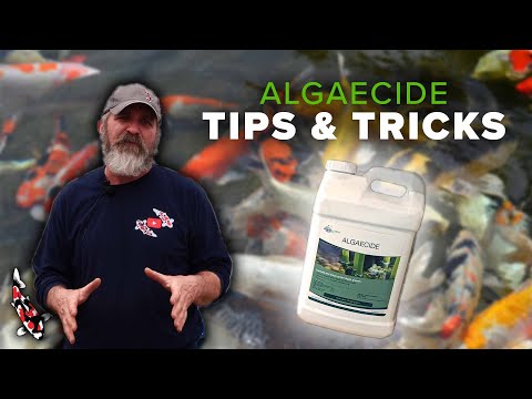 How to Use Liquid Algaecide in Your Pond