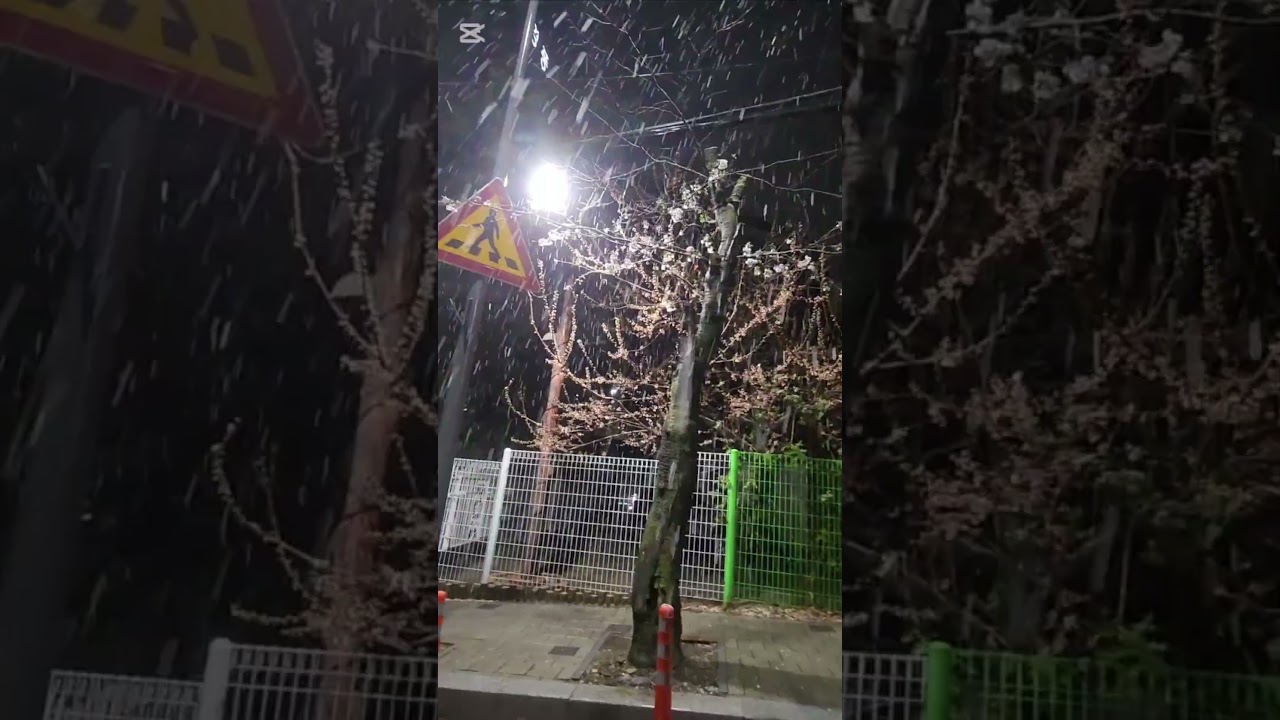 WHERE'S PETER? 60 #animenyang #nature #travel