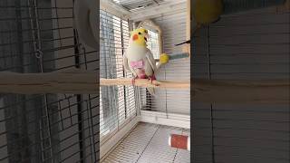 Jerry the cockatiel’s concert in the cage: 'Release me or face the music!' 🎶🦜❤️ #cockatielscraze