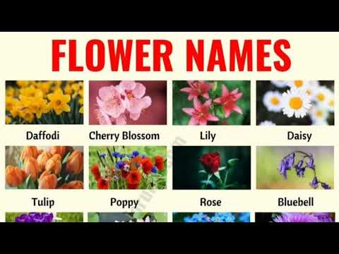 Flower Names! Types of flowers! A helpful list of flowers with  pictures. Flowers Vocabulary